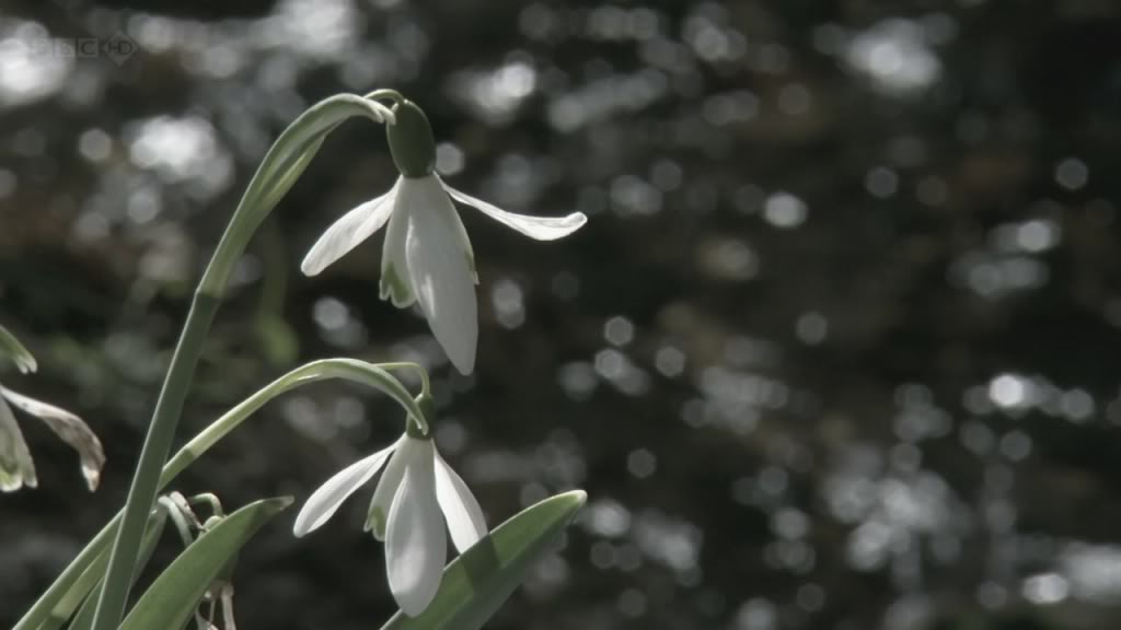 海利根失乐园 Heligan: Secrets of the Lost Gardens