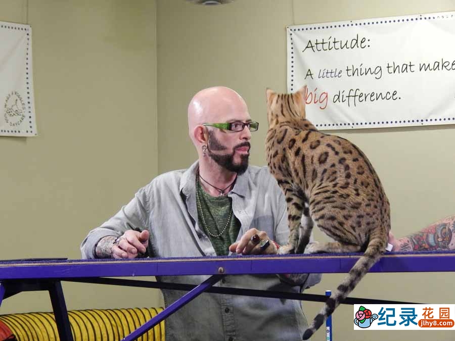 管教恶猫纪录片《金牌训猫师》第9季全12集中字 纪录片解说素材百度云盘下载 1080P/MP4/28.6G