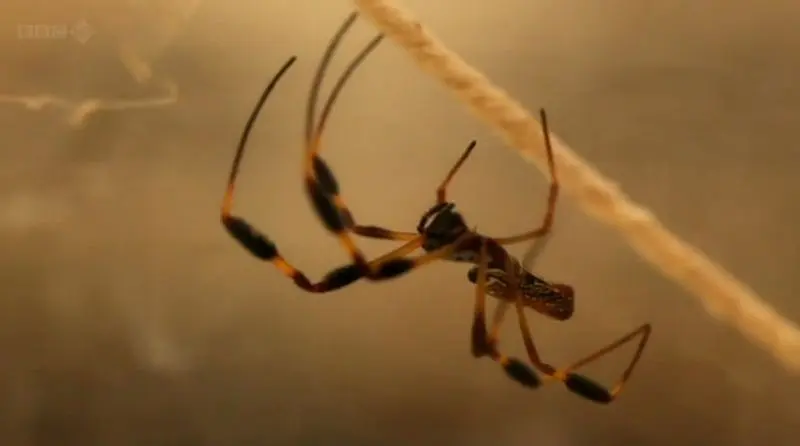 BBC 地平线系列：扮演上帝——合成生物学前沿 BBC Horizon: Playing God