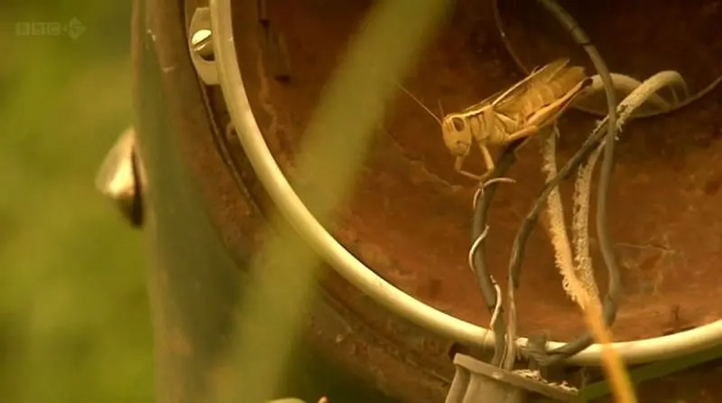 BBC 地平线系列：扮演上帝——合成生物学前沿 BBC Horizon: Playing God