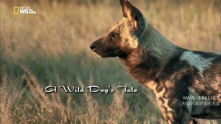 野狗的传奇故事 A Wild Dog's Tale
