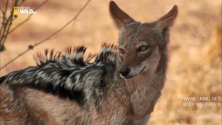 野狗的传奇故事 A Wild Dog's Tale