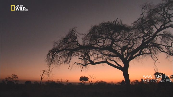 野狗的传奇故事 A Wild Dog's Tale