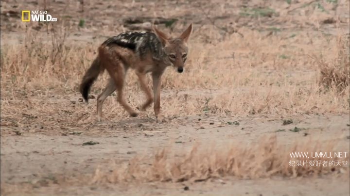 野狗的传奇故事 A Wild Dog's Tale