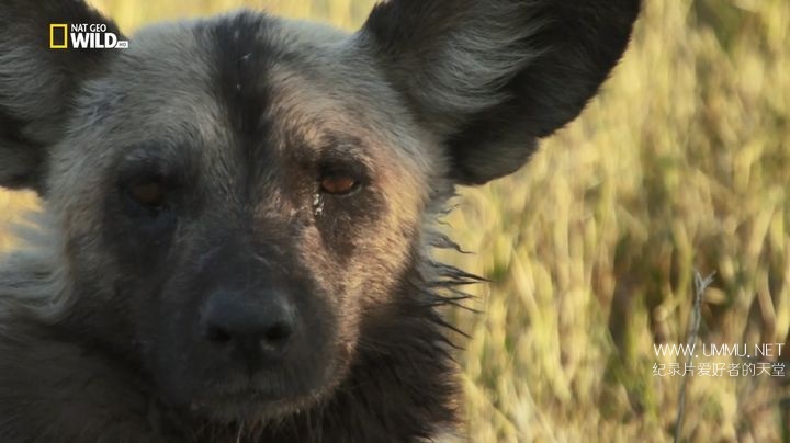 野狗的传奇故事 A Wild Dog's Tale