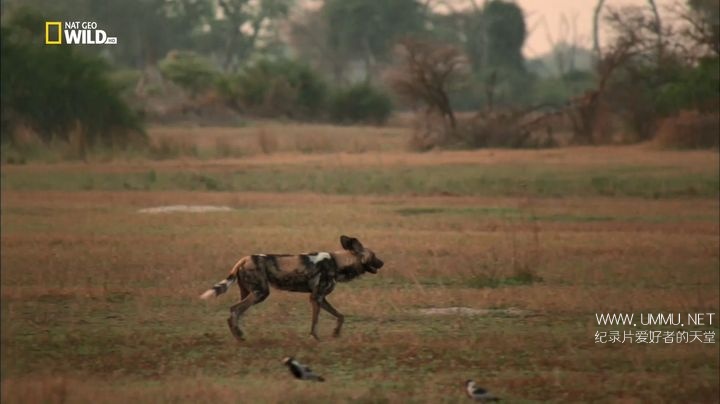 野狗的传奇故事 A Wild Dog's Tale
