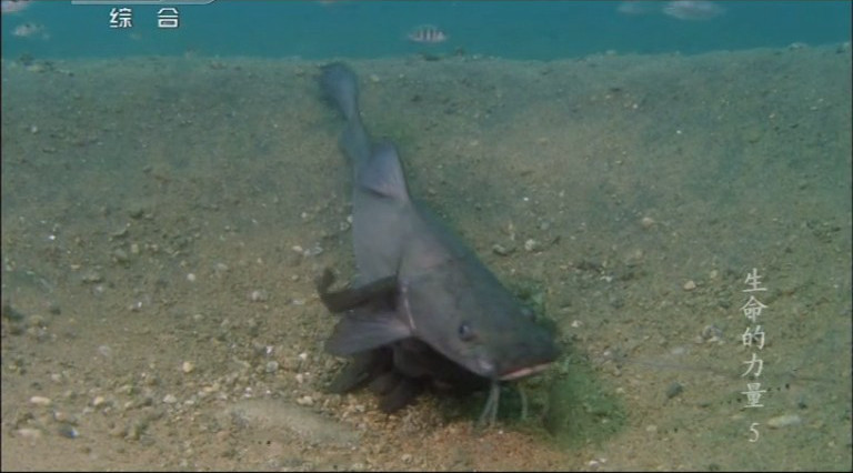 生命的力量 Life Force