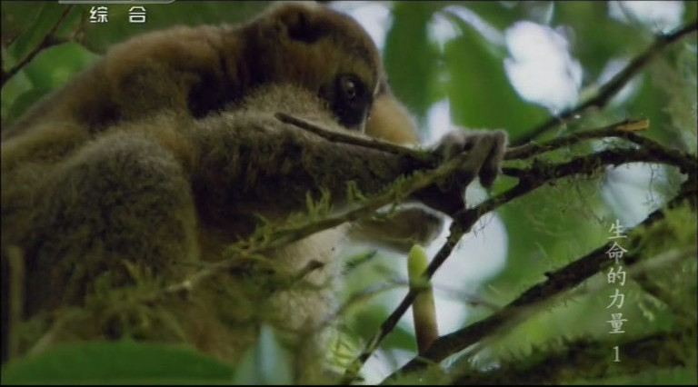 生命的力量 Life Force