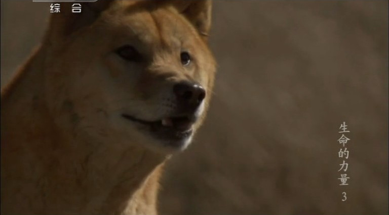 生命的力量 Life Force