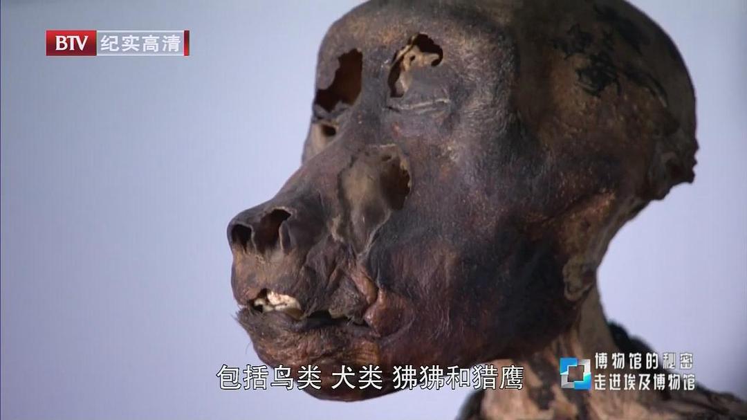 博物馆之谜 第一季 Museum Secrets Season 1