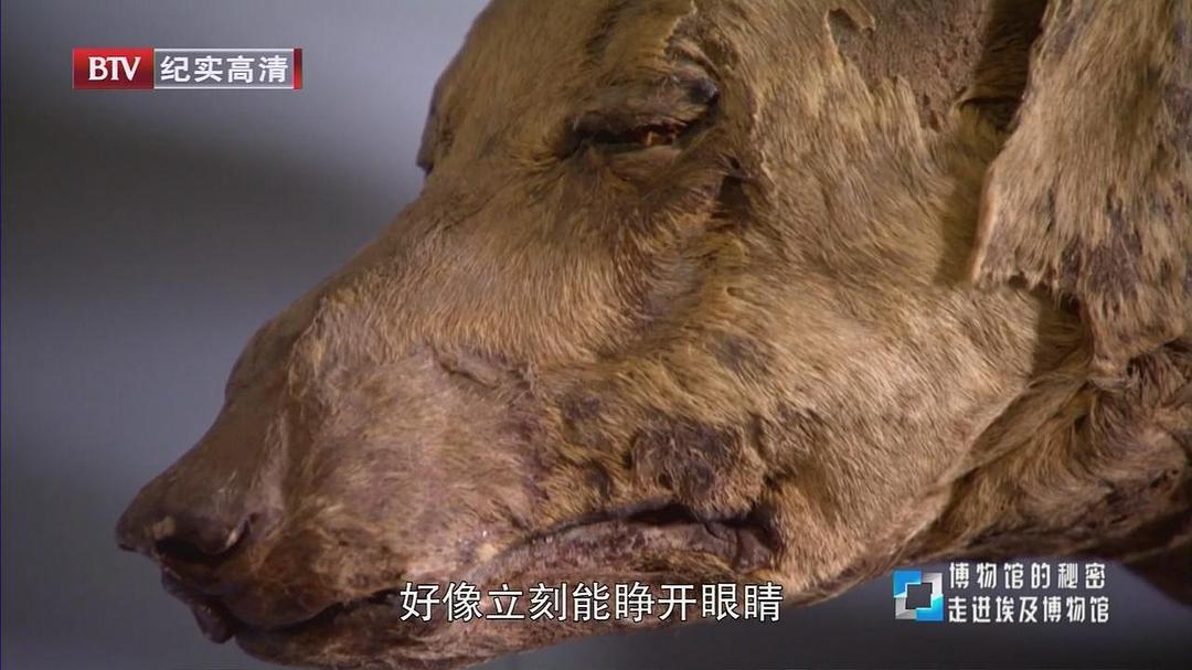 博物馆之谜 第一季 Museum Secrets Season 1