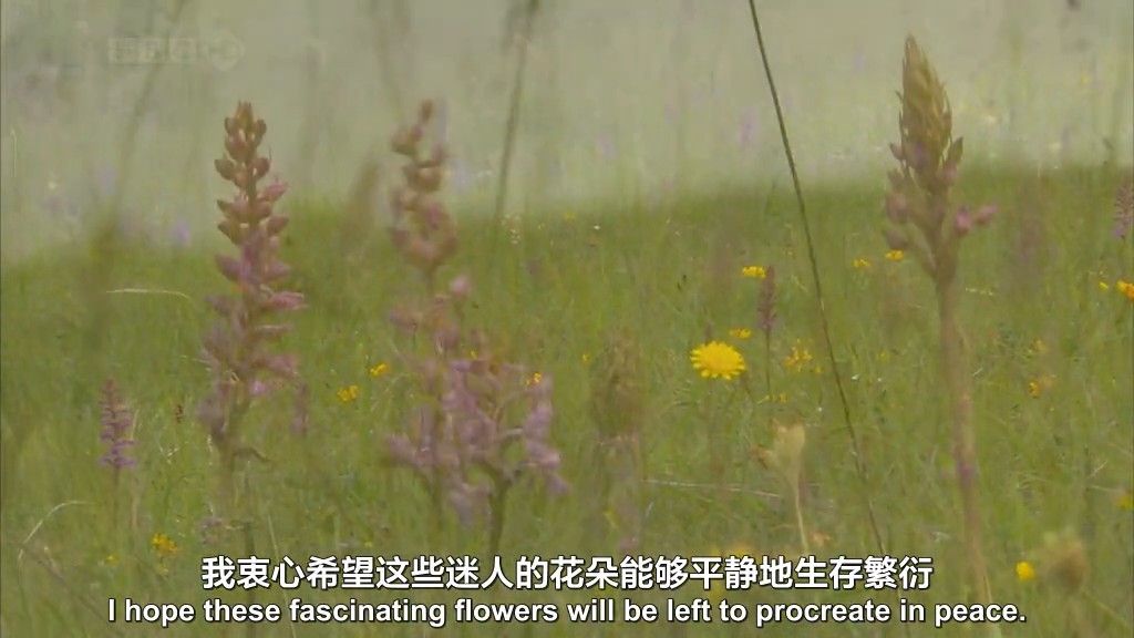 不为人知的英国 Secret Britain