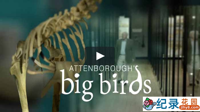 BBC自然生物纪录片《爱登堡领略大型鸟类 Attenborough’s Big Birds》全1集 720P/1080i高清纪录片百度云下载