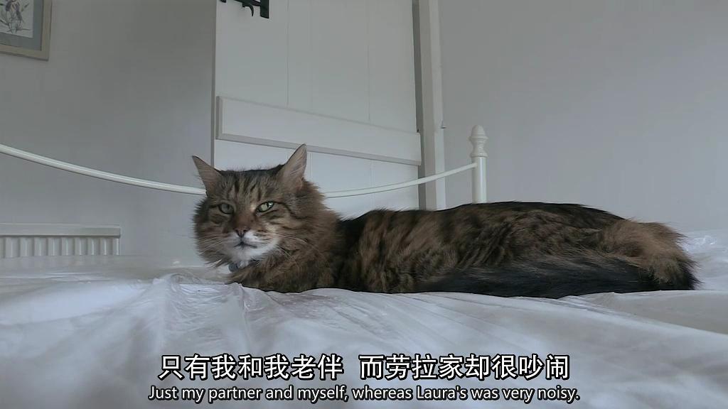 地平线系列：小猫日记 Horizon: Little Cat Diaries