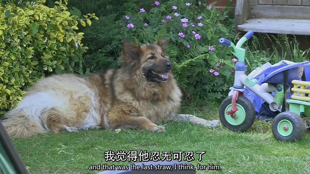 地平线系列：小猫日记 Horizon: Little Cat Diaries