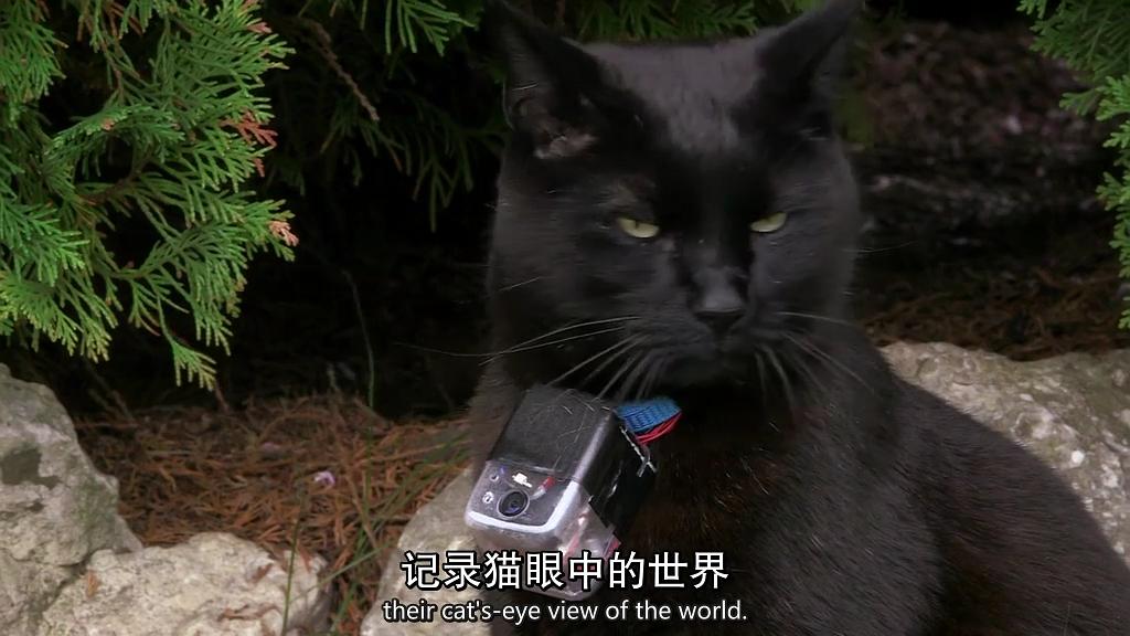 地平线系列：小猫日记 Horizon: Little Cat Diaries