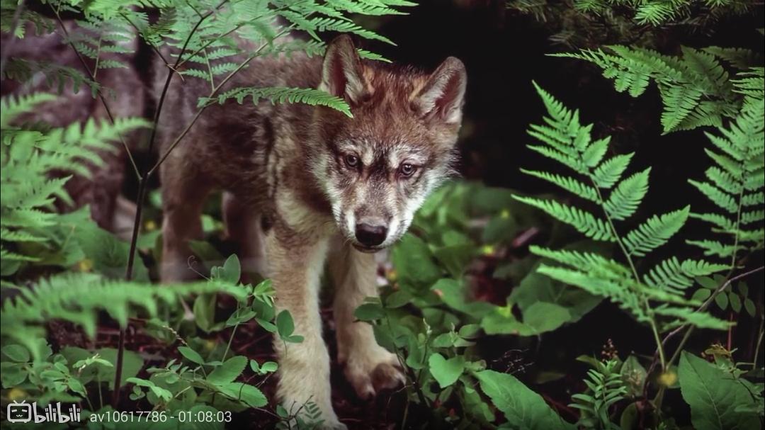 狼医学 Medicine of the Wolf