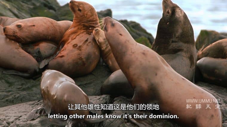 阿拉斯加之夏 Alaskan Summer