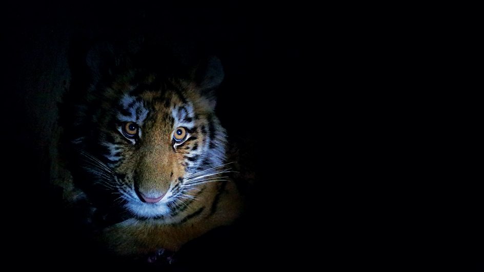 雪虎任务 Operation Snow Tiger