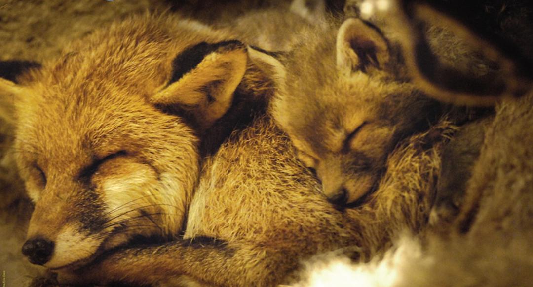 狐狸与我 Le renard et l'enfant