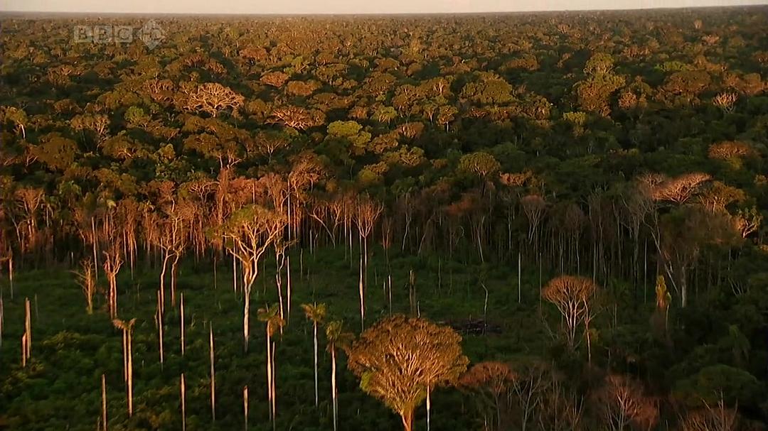 与布鲁斯·帕里游亚马逊 Amazon with Bruce Parry