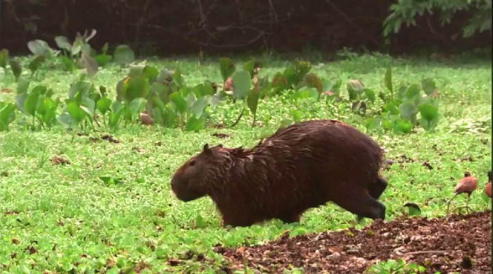 冰河巨兽 Ice Age Giants