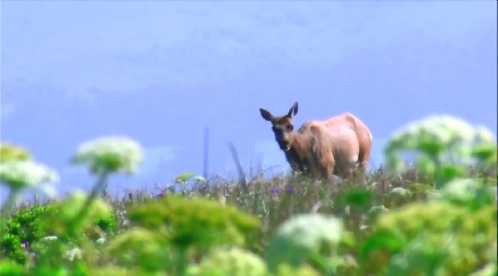 冰河巨兽 Ice Age Giants