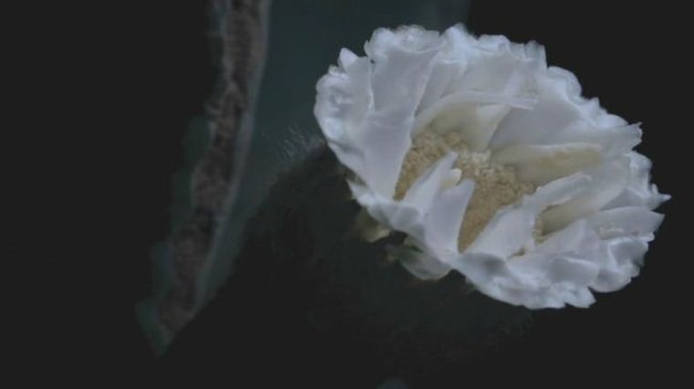 清晨的盛赞 Morning Glory