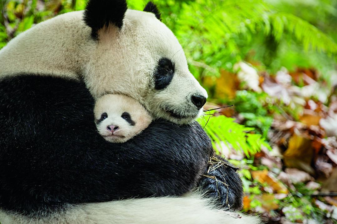 我们诞生在中国 Born in China