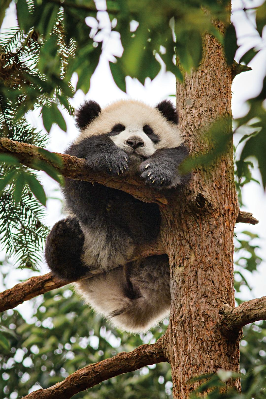 我们诞生在中国 Born in China