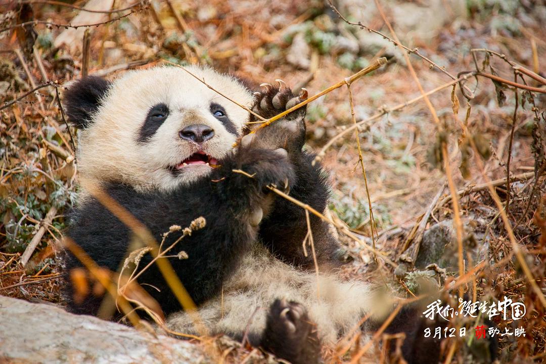 我们诞生在中国 Born in China