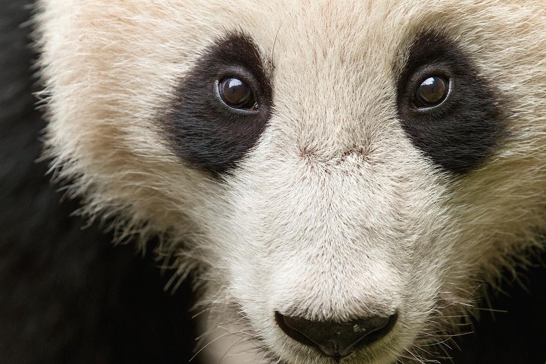 我们诞生在中国 Born in China