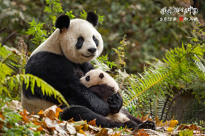 我们诞生在中国 Born in China