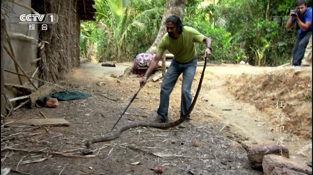 狂野印度 Wildest India