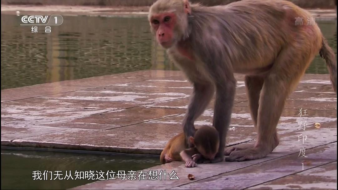 狂野印度 Wildest India