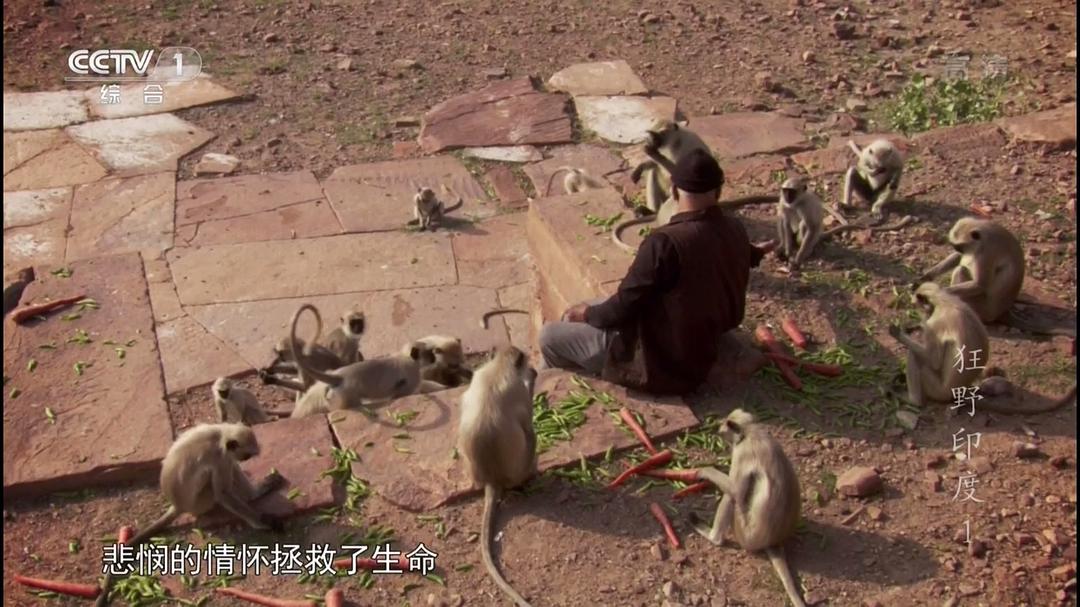 狂野印度 Wildest India