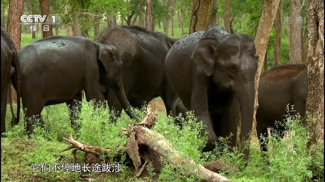 狂野印度 Wildest India