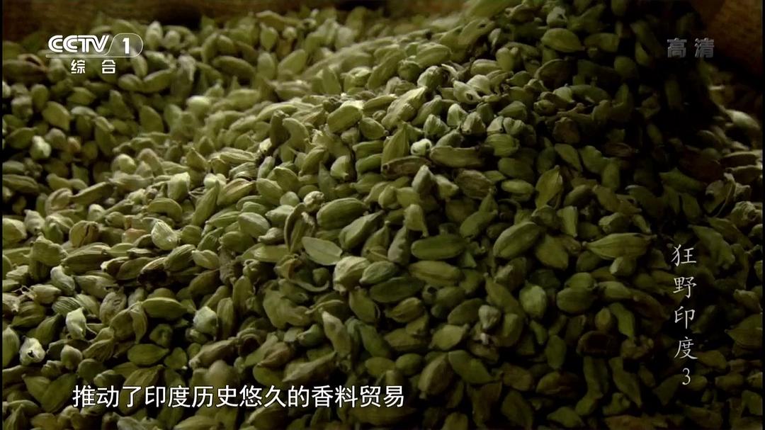 狂野印度 Wildest India