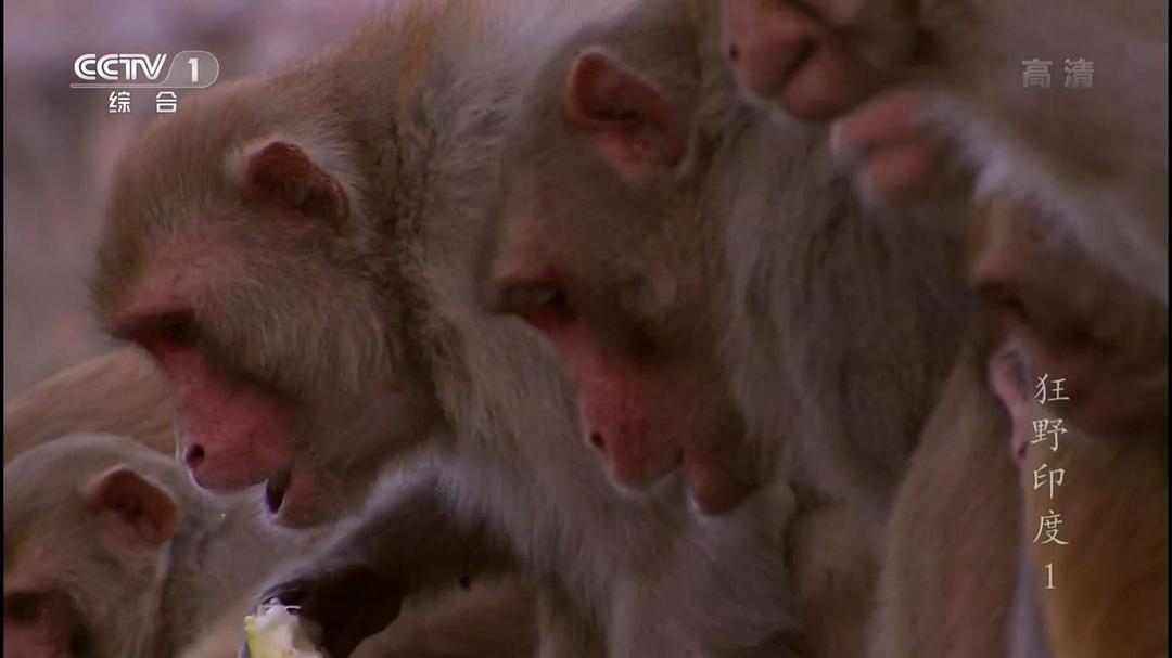 狂野印度 Wildest India