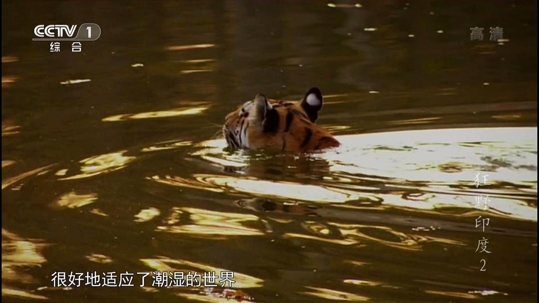 狂野印度 Wildest India