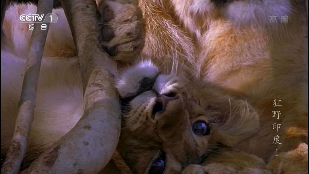 狂野印度 Wildest India