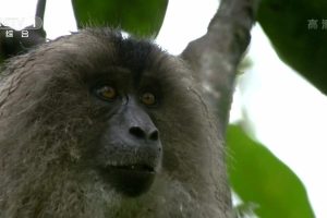 狂野印度 Wildest India