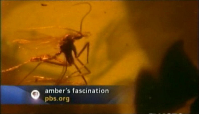 琥珀昆虫 Jewel.of.the.Earth.