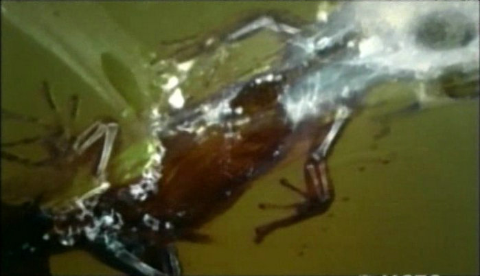 琥珀昆虫 Jewel.of.the.Earth.