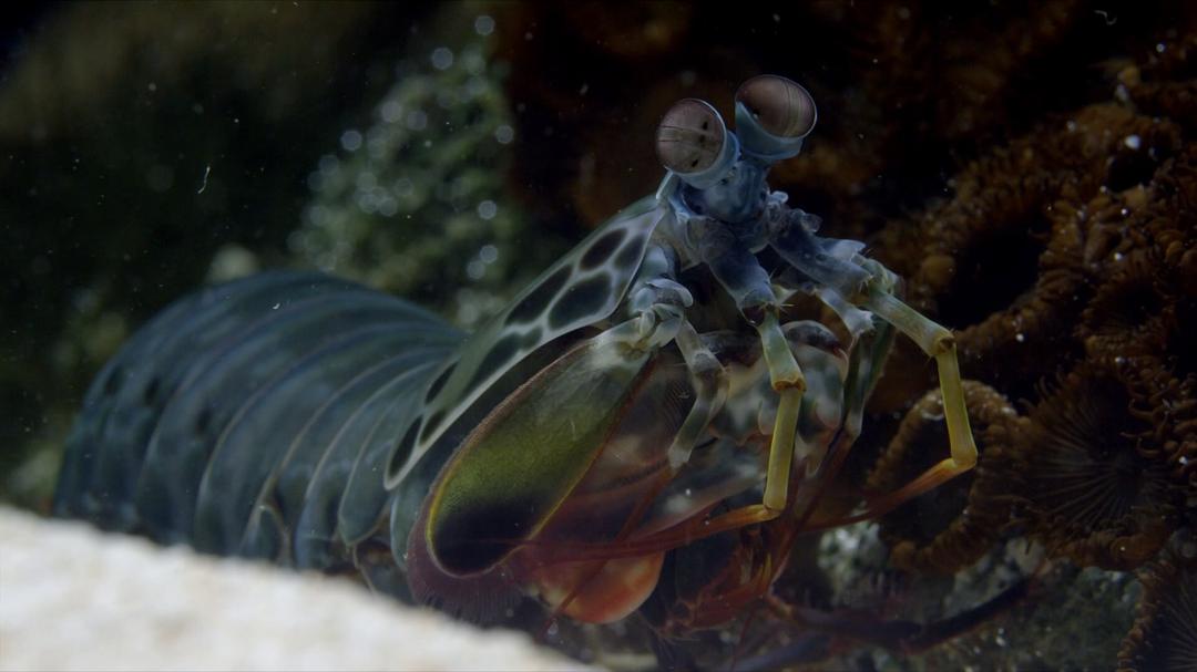 老爵爷的大堡礁之旅 Great Barrier Reef with David Attenborough