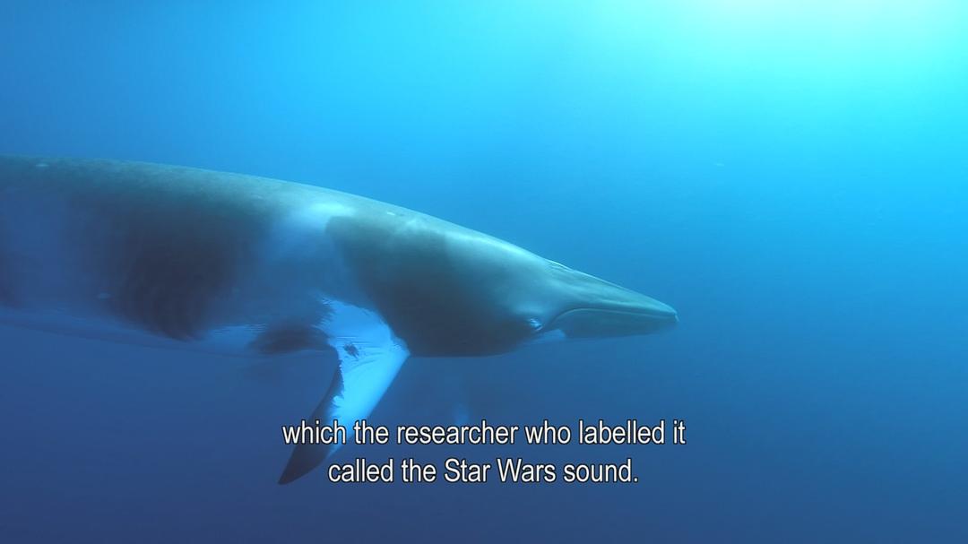 老爵爷的大堡礁之旅 Great Barrier Reef with David Attenborough