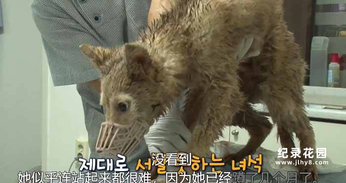 趣味动物行为纪录片《TV动物农场 短视频版》第7季中字 1080高清纪录片解说素材百度云盘下载