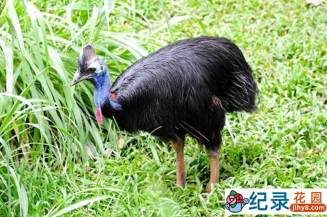 BBC食火鸡研究纪录片《鹤鸵 Cassowaries》全1集原版无字 标清纪录片资源百度云盘下载