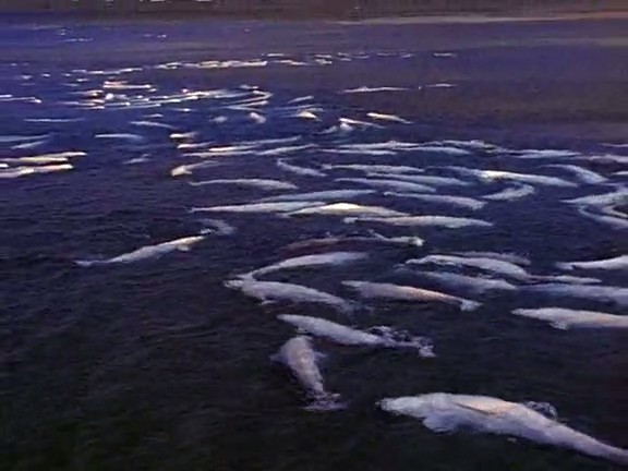 北极冰原 Arctic Kingdom: Life at the Edge