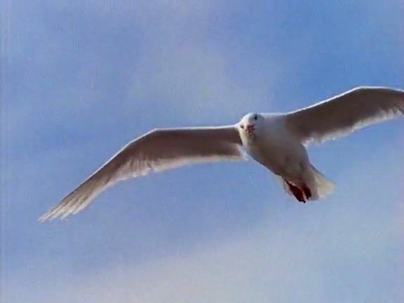 北极冰原 Arctic Kingdom: Life at the Edge